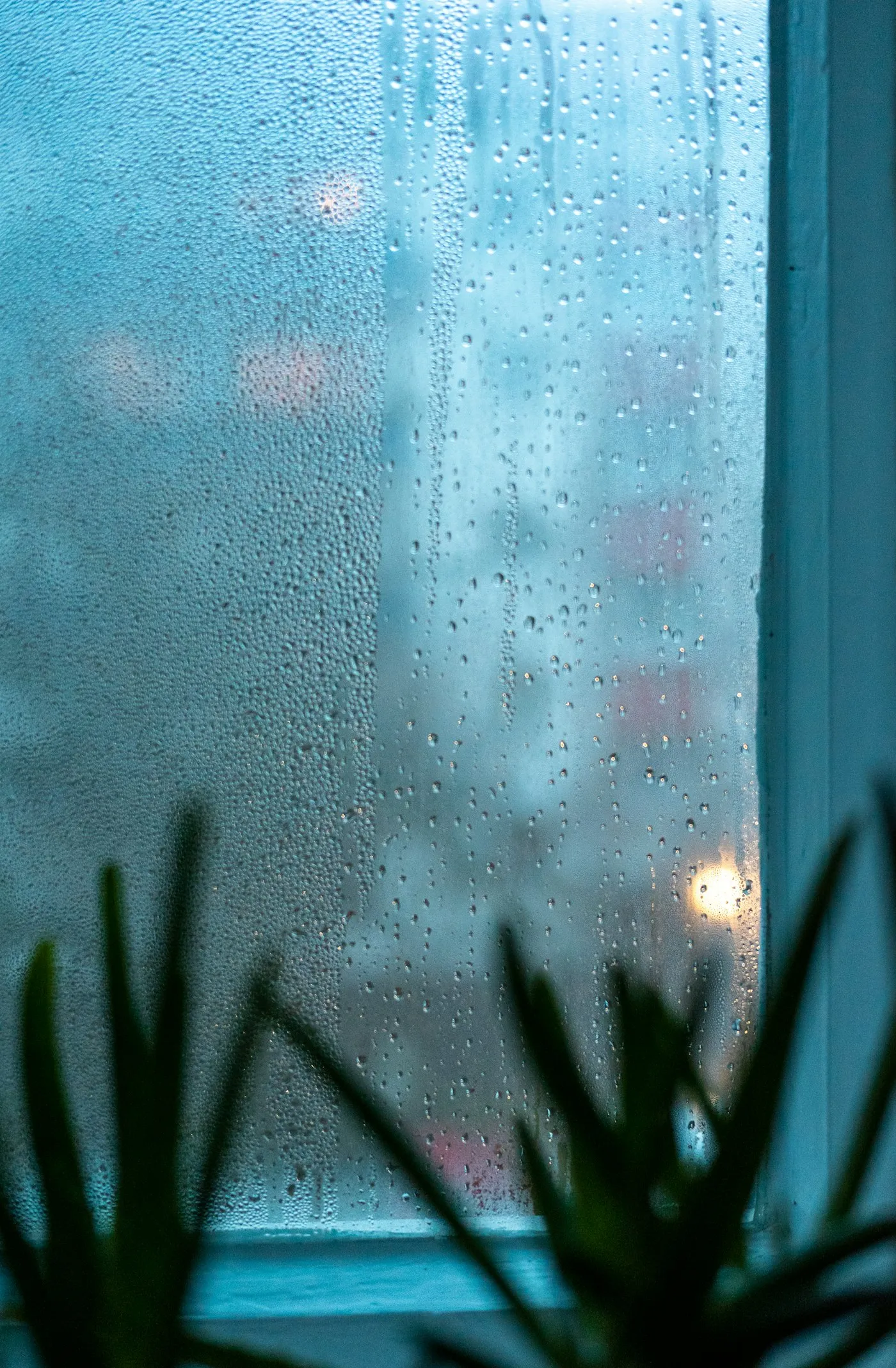 A potted plant beside a rain-speckled window in cool morning light