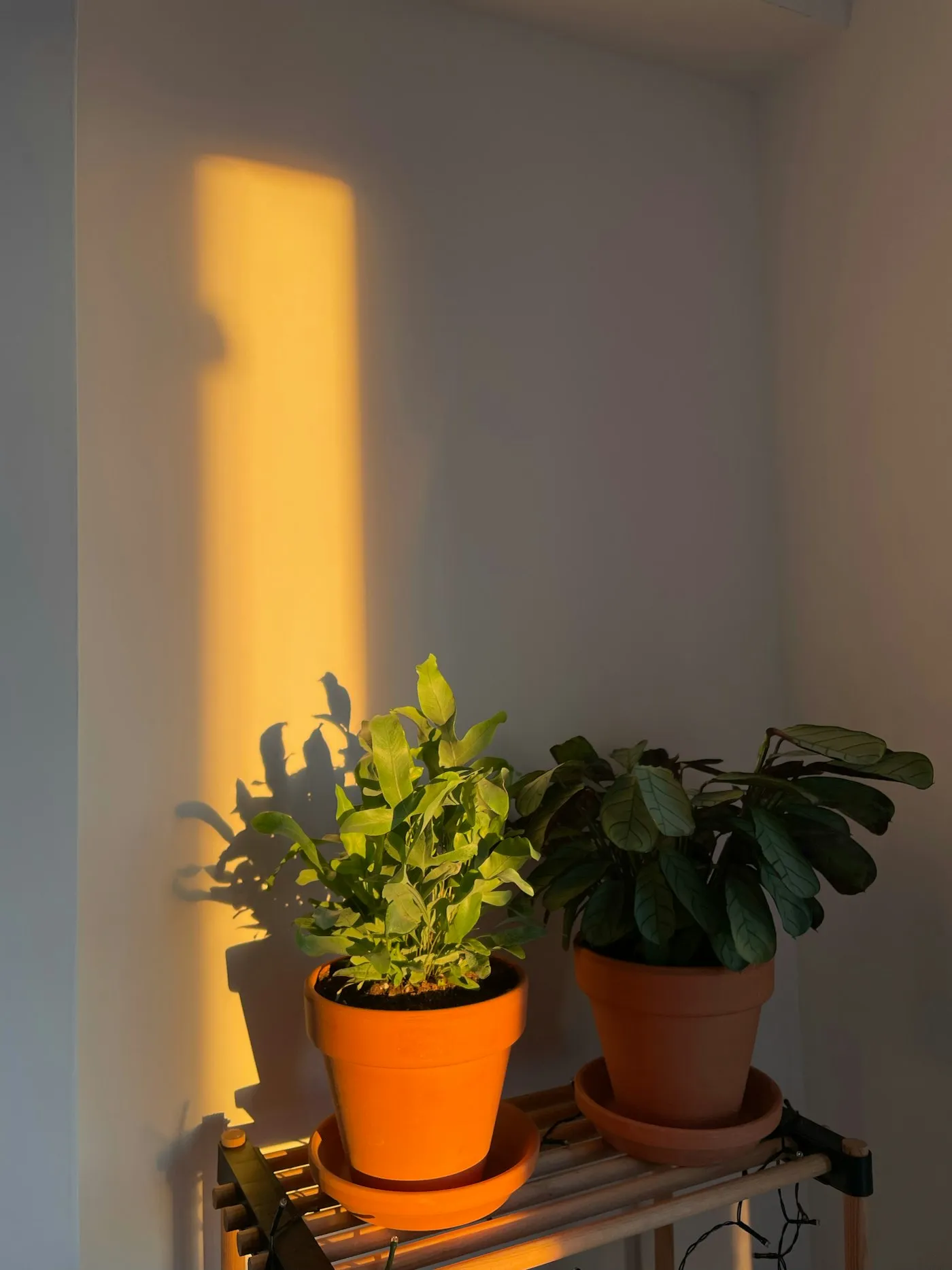 Potted plants bathed in warm golden light